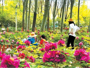 京城热门赏花地多了近百处