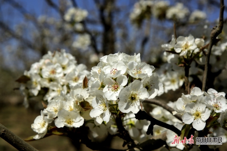 【张掖列表+焦点图】梨花淡白柳深青 柳絮飞时花满城 张掖农场梨花盛开