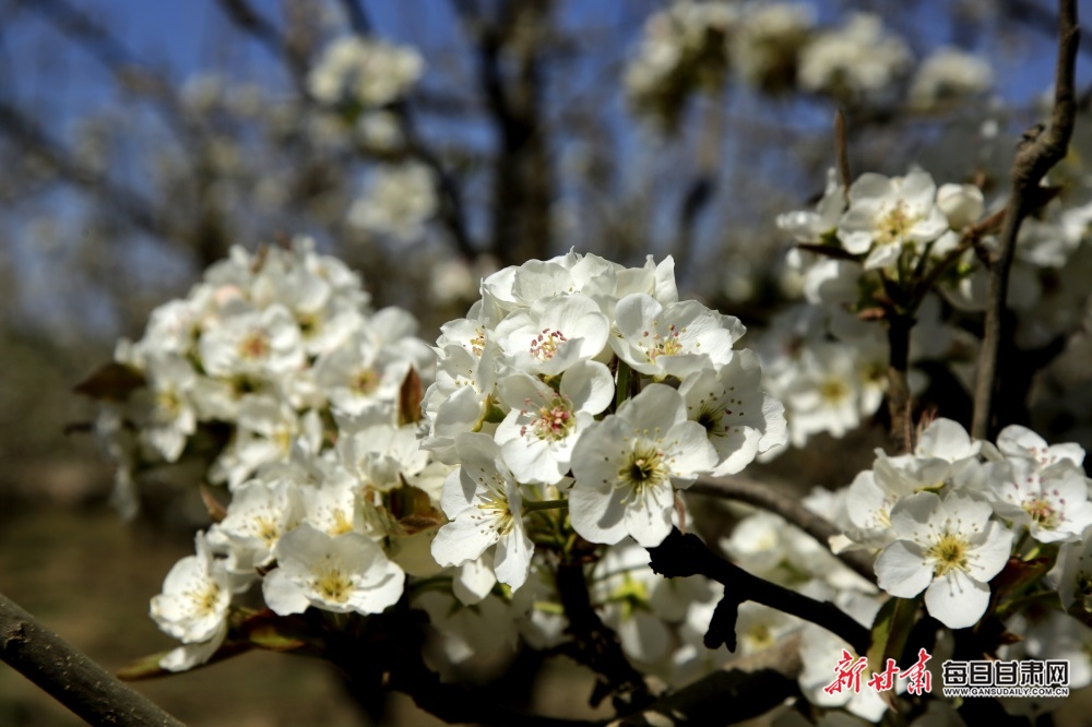 【张掖列表+焦点图】梨花淡白柳深青 柳絮飞时花满城 张掖农场梨花盛开