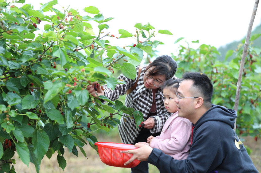 广西恭城：又是一年桑葚采摘季