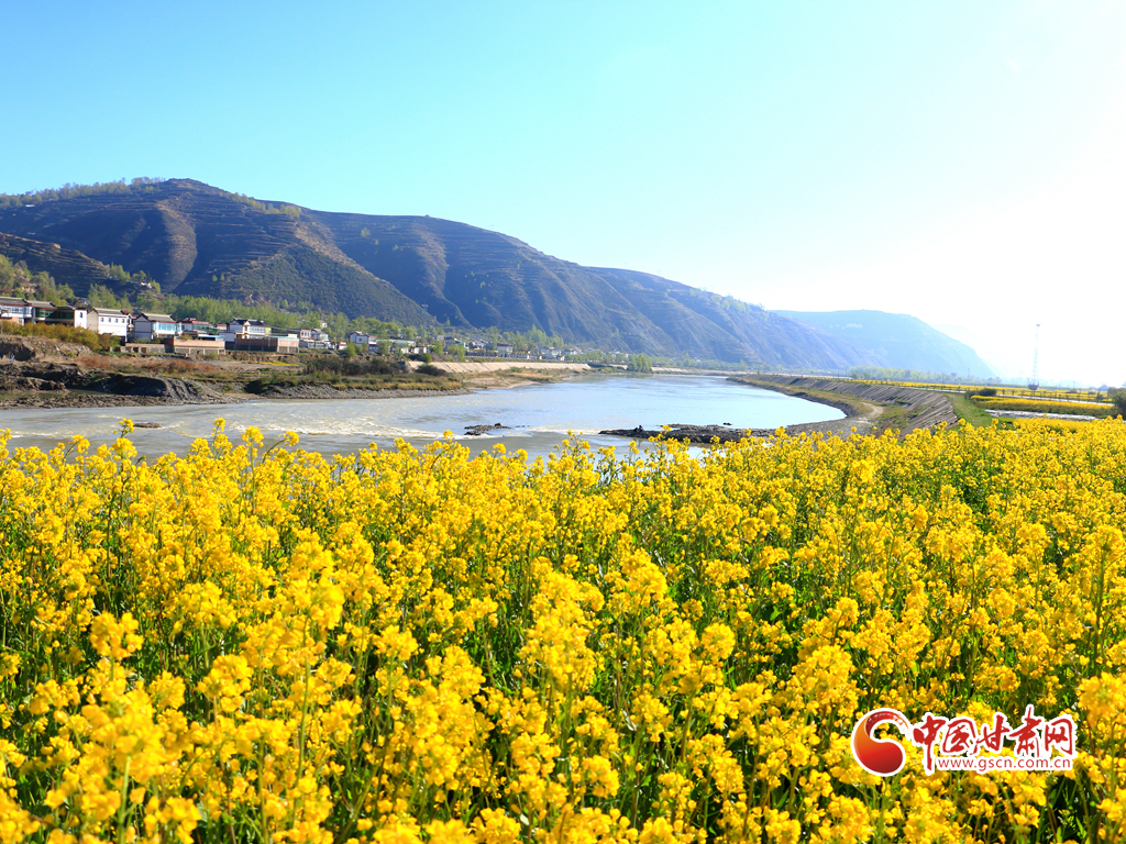 【文旅焦点图】【陇拍客】变装“黄色海洋” 岷县十里镇千亩油菜花竞相绽放_fororder_油菜花5