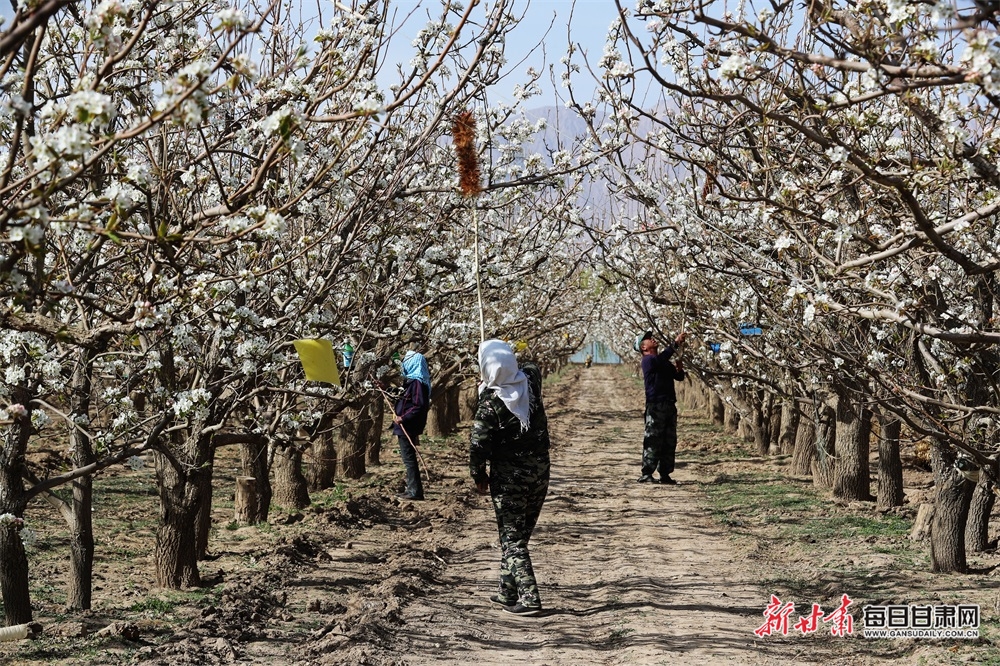 【张掖列表+乡村振兴图文列表+焦点图】张掖农场：千亩梨花开 人工授粉忙