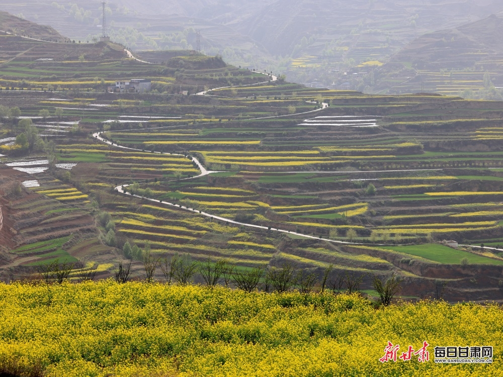 【焦点图+大美甘肃+县域图文列表+天水列表】武山：油菜花开满山黄 香飘四溢尽菲芳