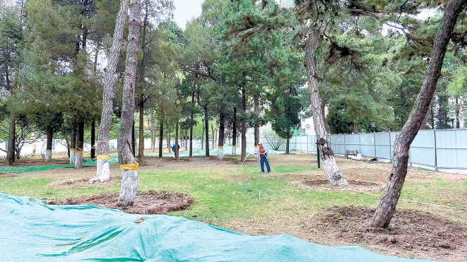 北京市首个古树社区启动建设