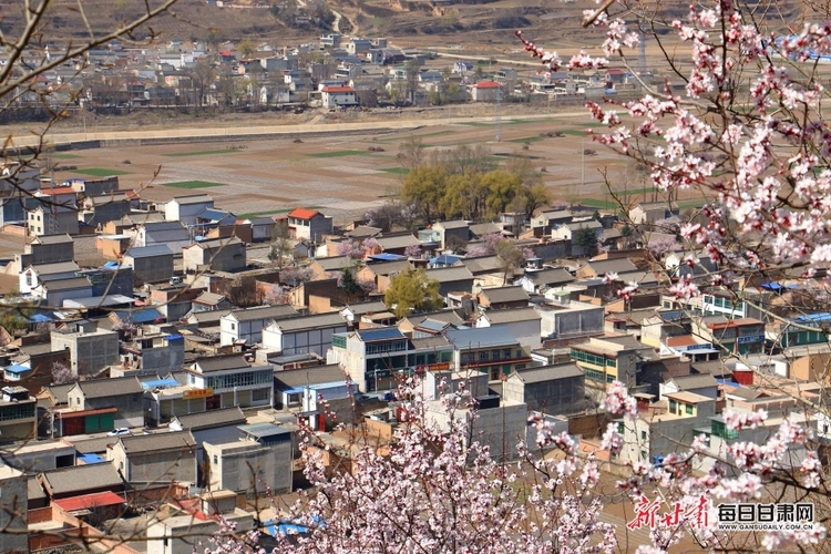 【焦点图+县域图文列表】岷州: 山区杏花开 乡村美如画