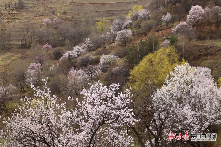 【焦点图+县域图文列表】岷州: 山区杏花开 乡村美如画