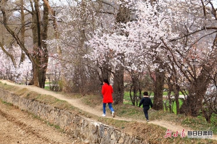 【焦点图+县域图文列表】岷州: 山区杏花开 乡村美如画