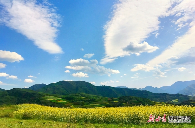 【焦点图+大美甘肃+县域图文列表+天水列表】武山：油菜花开满山黄 香飘四溢尽菲芳