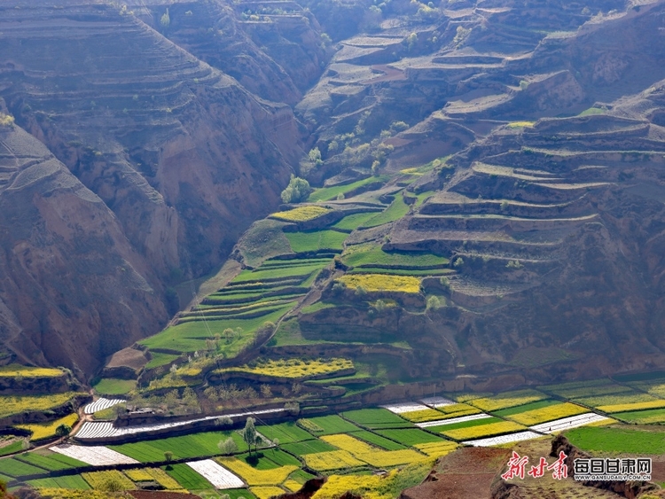 【焦点图+大美甘肃+县域图文列表+天水列表】武山：油菜花开满山黄 香飘四溢尽菲芳