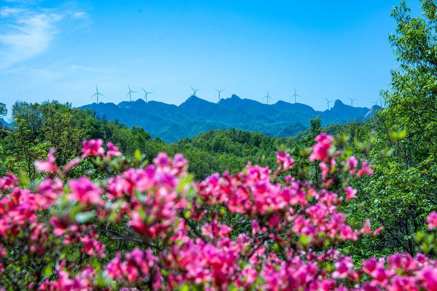 平顶山鲁山：杜鹃花开满山岗