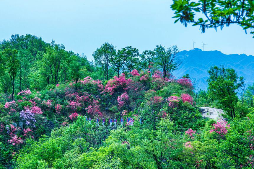 平顶山鲁山：杜鹃花开满山岗