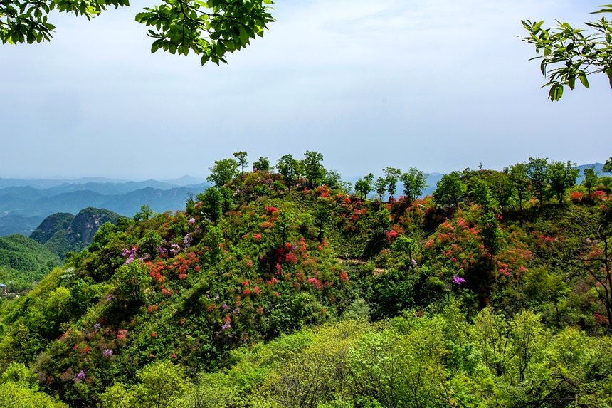 平顶山鲁山：杜鹃花开满山岗