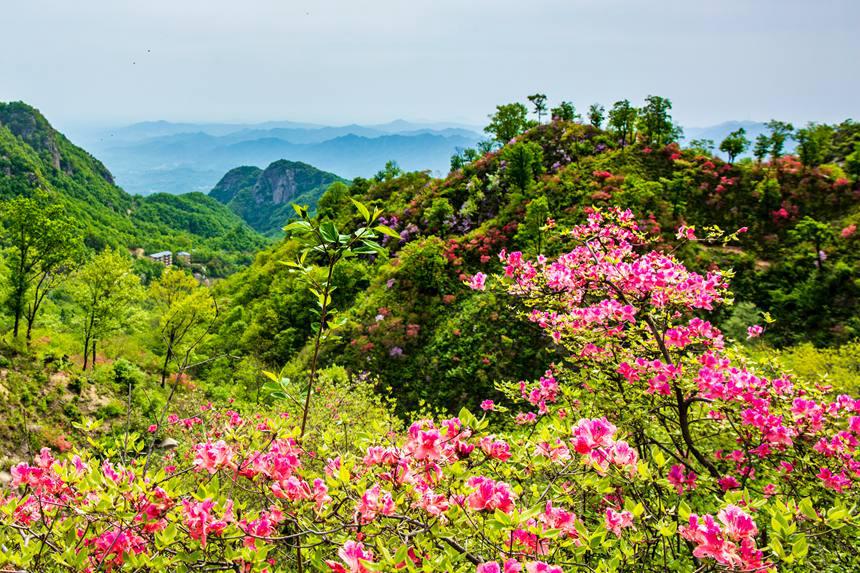 平顶山鲁山：杜鹃花开满山岗