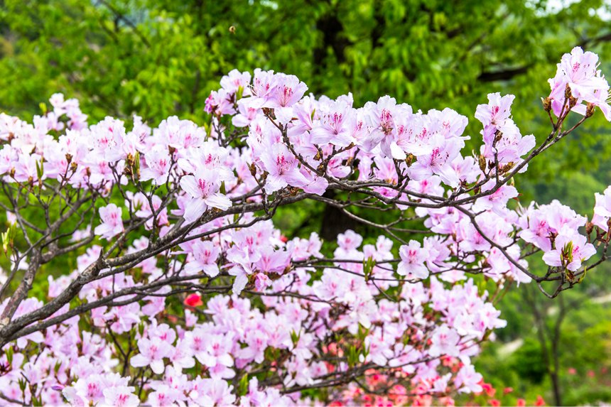 平顶山鲁山：杜鹃花开满山岗