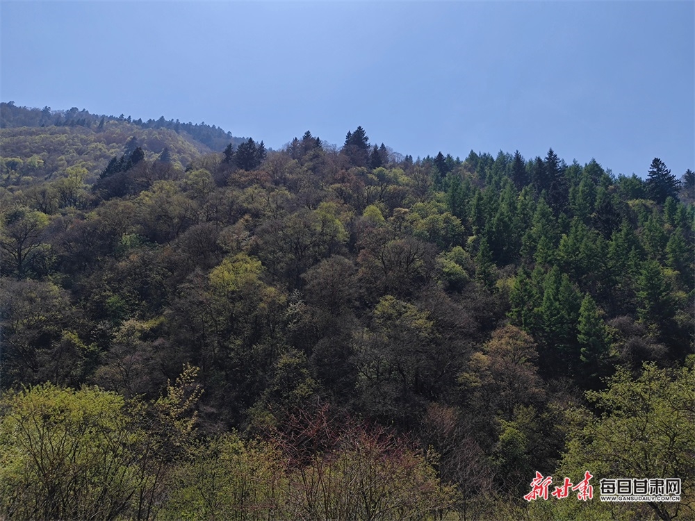 飞瀑流泉松涛阵阵 山峰叠翠奇石林立 宕昌黄家路林区风光旖旎_fororder_4