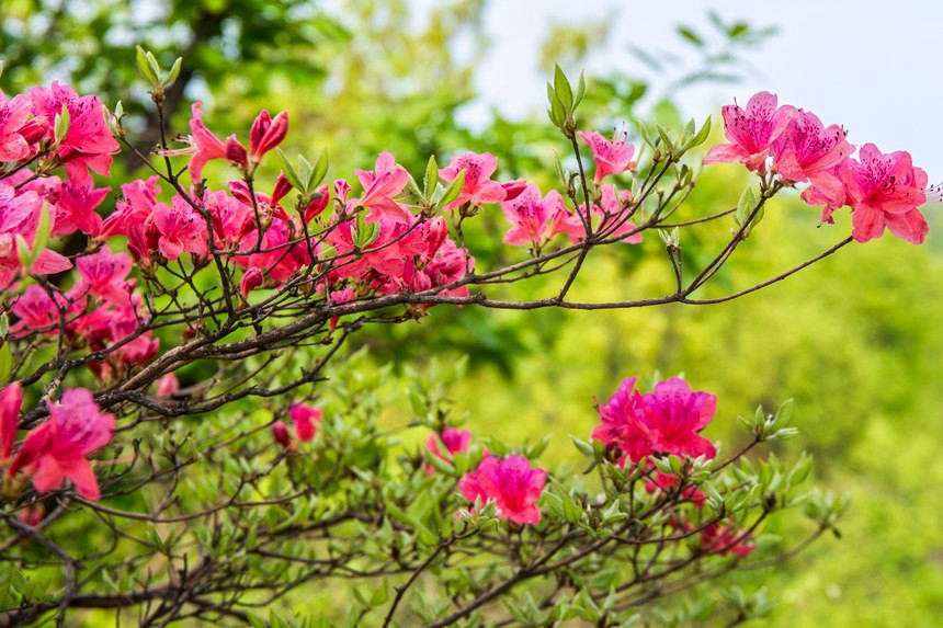 平顶山鲁山：杜鹃花开满山岗