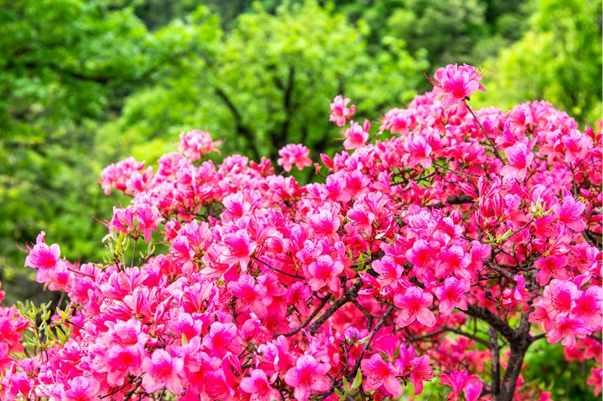 平顶山鲁山：杜鹃花开满山岗