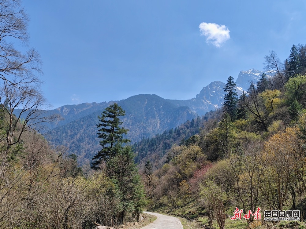 飞瀑流泉松涛阵阵 山峰叠翠奇石林立 宕昌黄家路林区风光旖旎_fororder_10