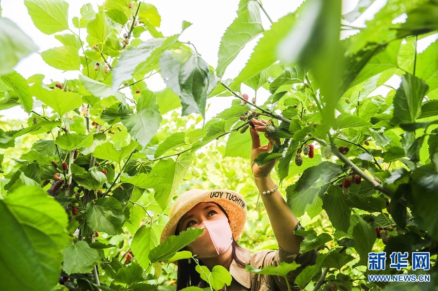 河南商丘：桑葚果熟挂满枝