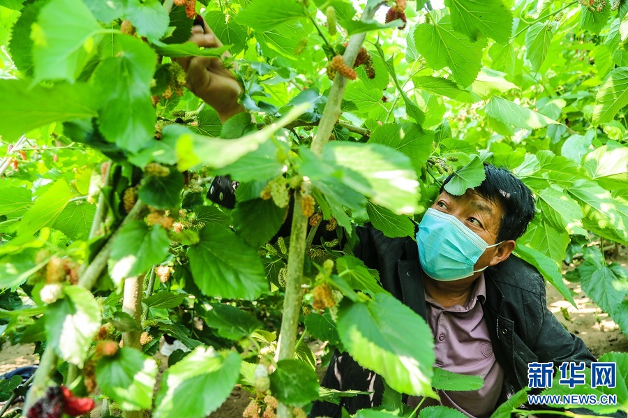 河南商丘：桑葚果熟挂满枝