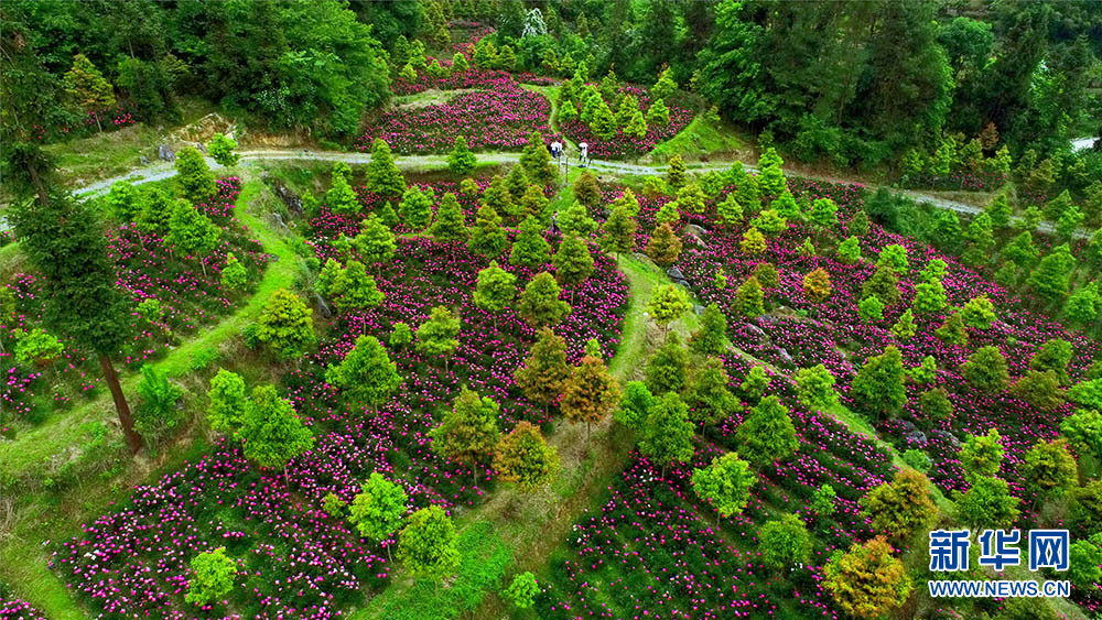 湖北恩施州：芍药花开漫山芳 林下经济助增收