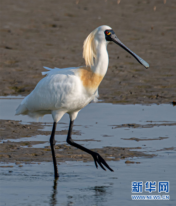 黄海滩涂“来客”多 候鸟翩飞入画来