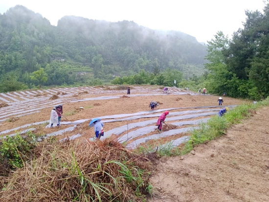 贵州思南：盘活农村闲置土地资源 助农增收_fororder_兴隆乡马家桥村复耕地施肥盖膜。马青松摄_proc