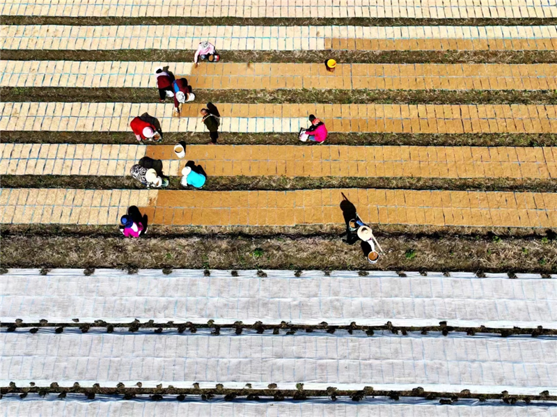 湖北钟祥：谷雨时节农事忙_fororder_图片5