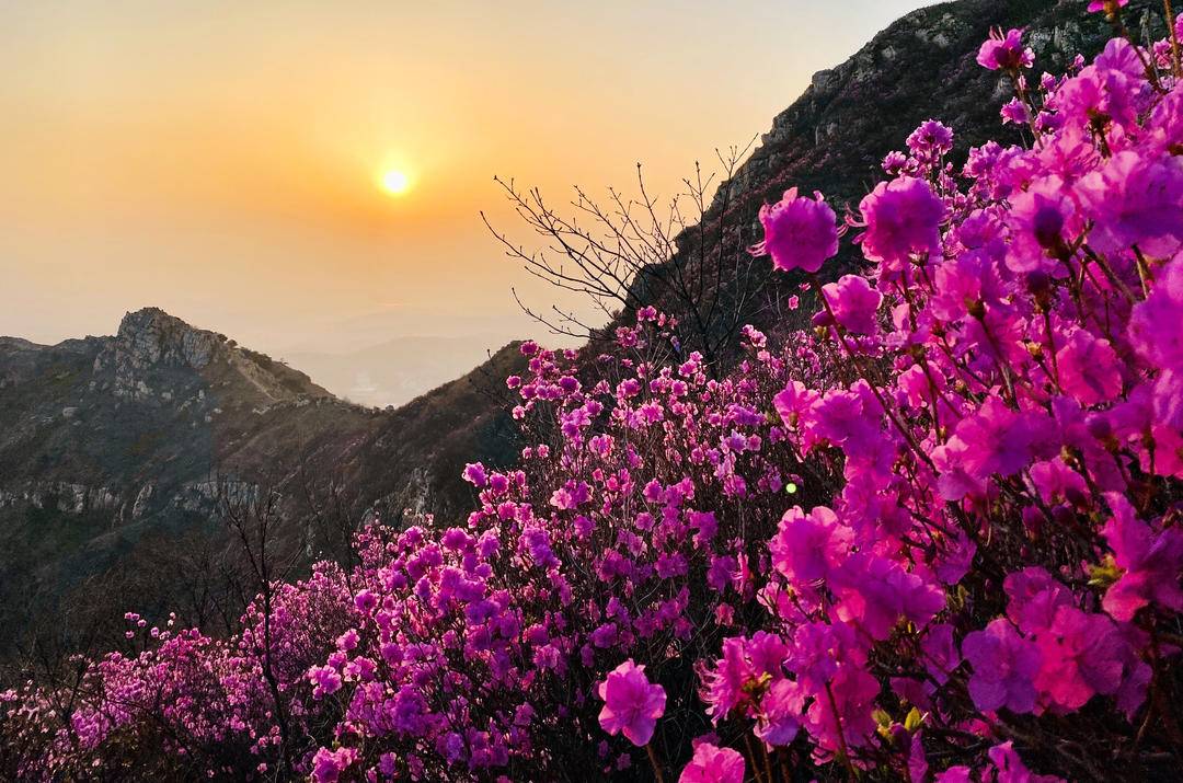 大连：大黑山杜鹃花海，许你春日好时光