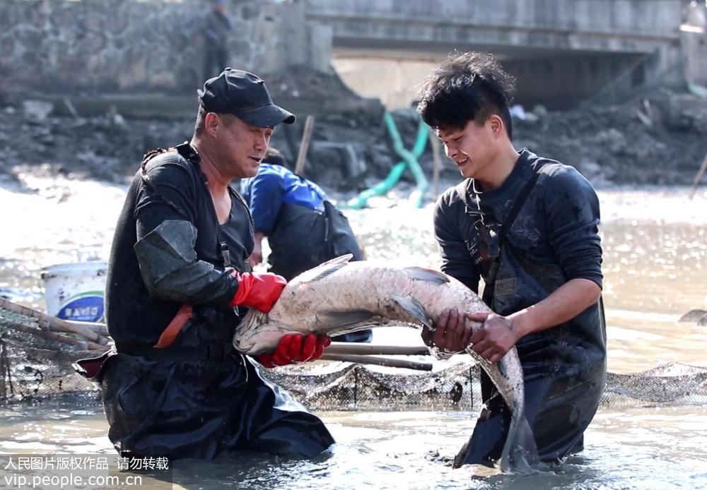 浙江长兴：打年鱼 迎新年