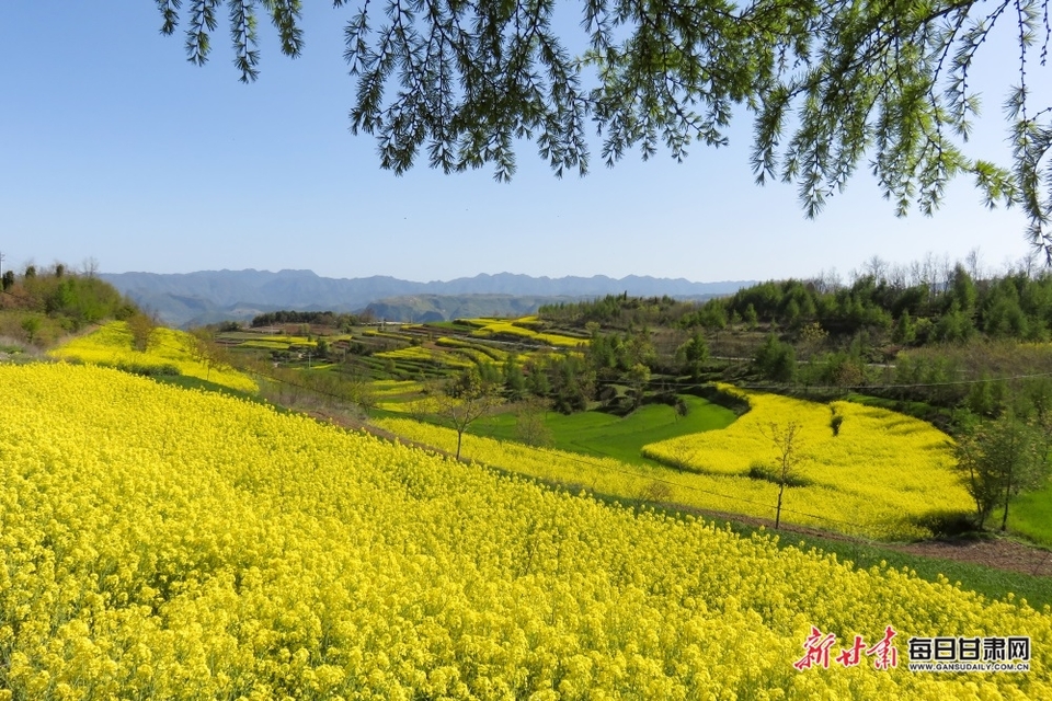 西和大桥镇：油菜花开满山香 田园风光醉春风