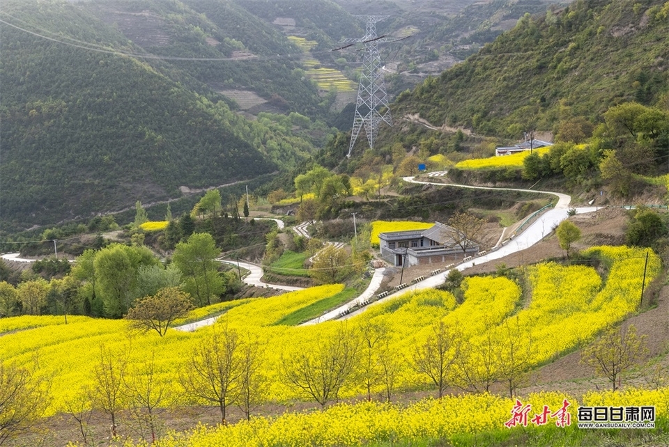 西和大桥镇：油菜花开满山香 田园风光醉春风