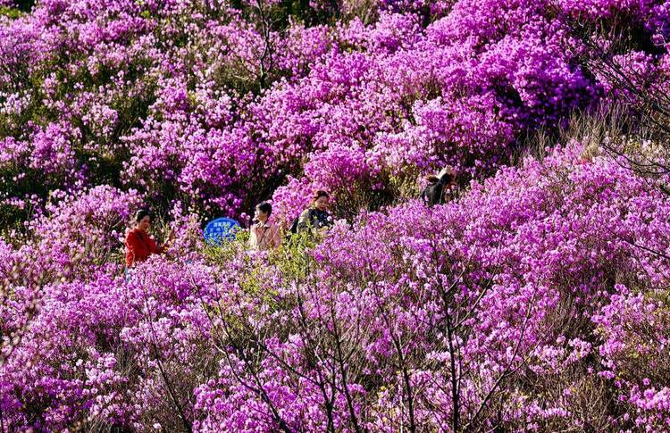 大连：大黑山杜鹃花海，许你春日好时光