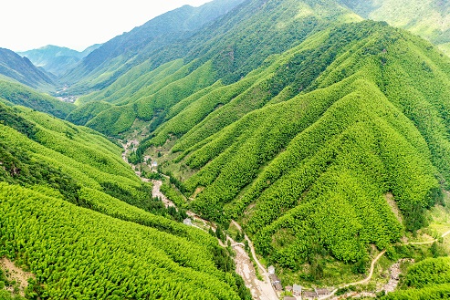 江西省铅山县恢复跨省团队游 特色茶文化旅游线路等你来体验