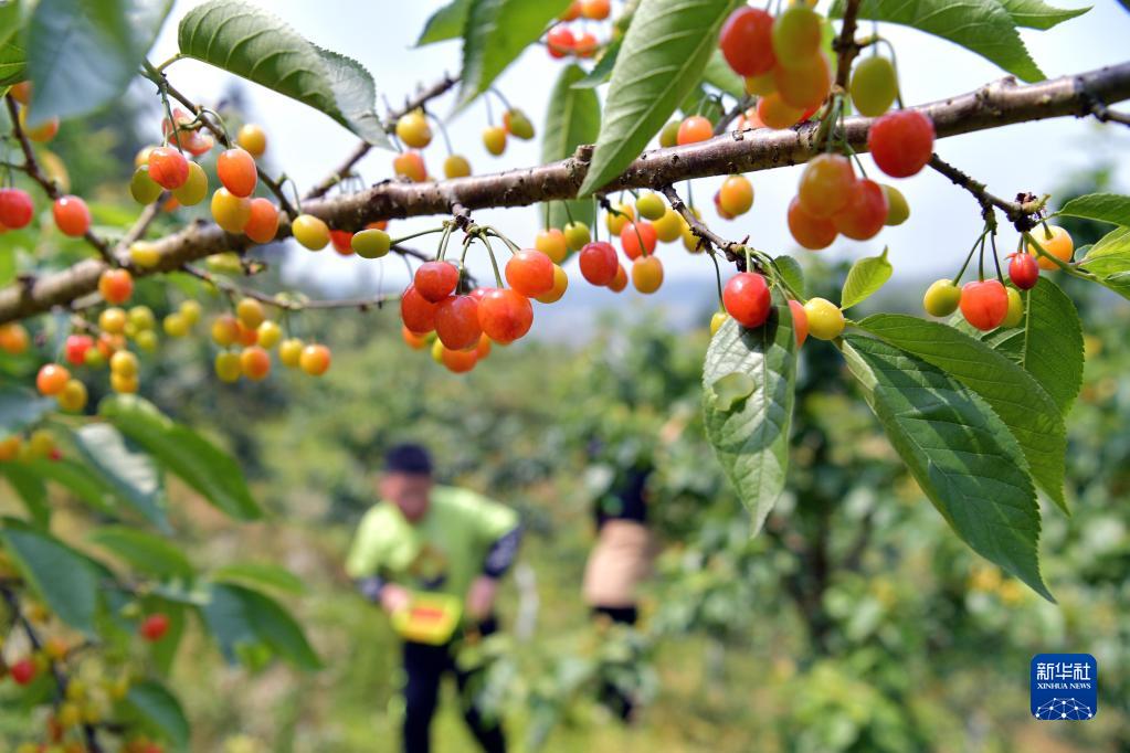 湖北恩施：引种樱桃树 果熟乡村兴