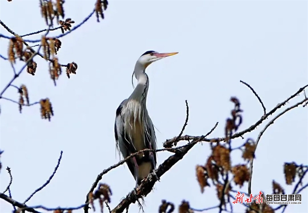 武都朝阳洞景区灰鹭舞蹁跹