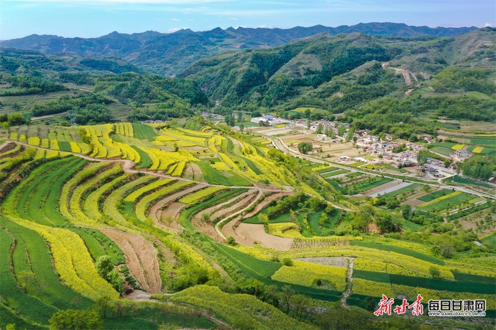 西和大桥镇：油菜花开满山香 田园风光醉春风