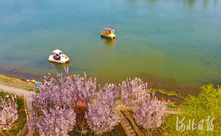 河北邢台：七里河畔春意浓 柳绿花红入画来