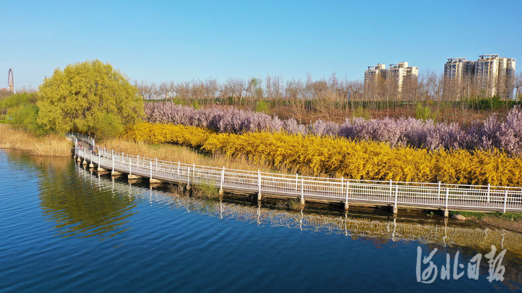 河北邢台：七里河畔春意浓 柳绿花红入画来