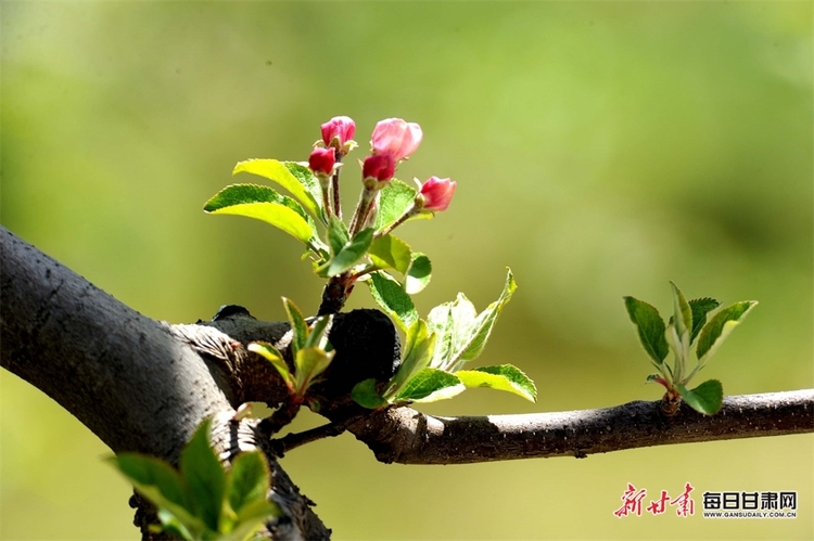 礼县：苹果花香送清甜 直播带货助增收