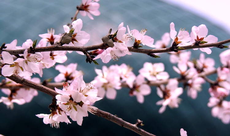 人间四月芳菲尽 宅家悦赏桃花林_fororder_微信图片_20220423092236