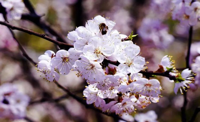 春日赏花图鉴｜这10种春季盛开的山花你都认识吗？