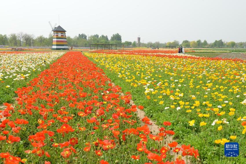 百花争艳引游人