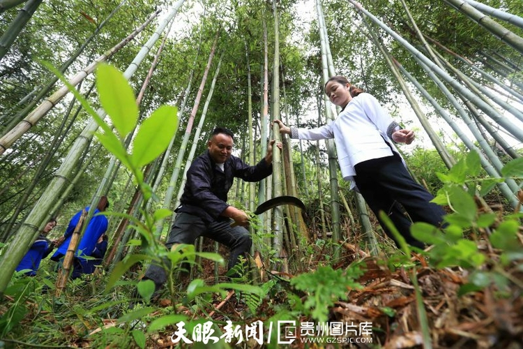 贵州榕江：侗寨竹筒饭飘香