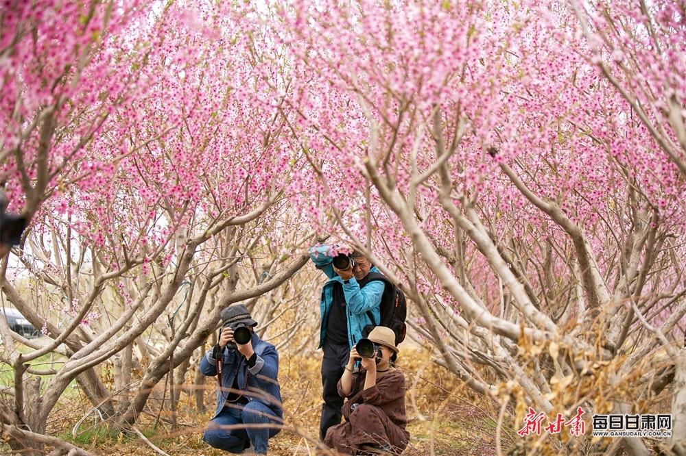 酒泉：戈壁小镇生态美 桃花盛开醉游人