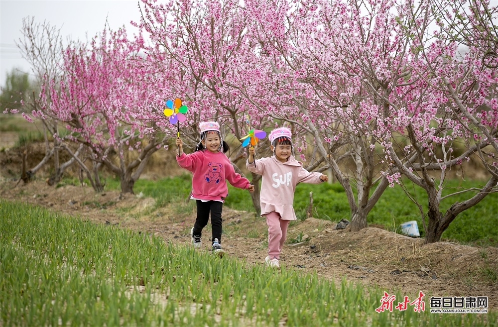 酒泉：戈壁小镇生态美 桃花盛开醉游人