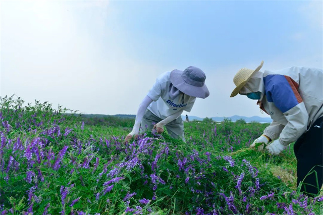 南京高校繁花似锦