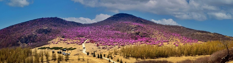 杜鹃绽放杜鹃山 花海香涛醉春来