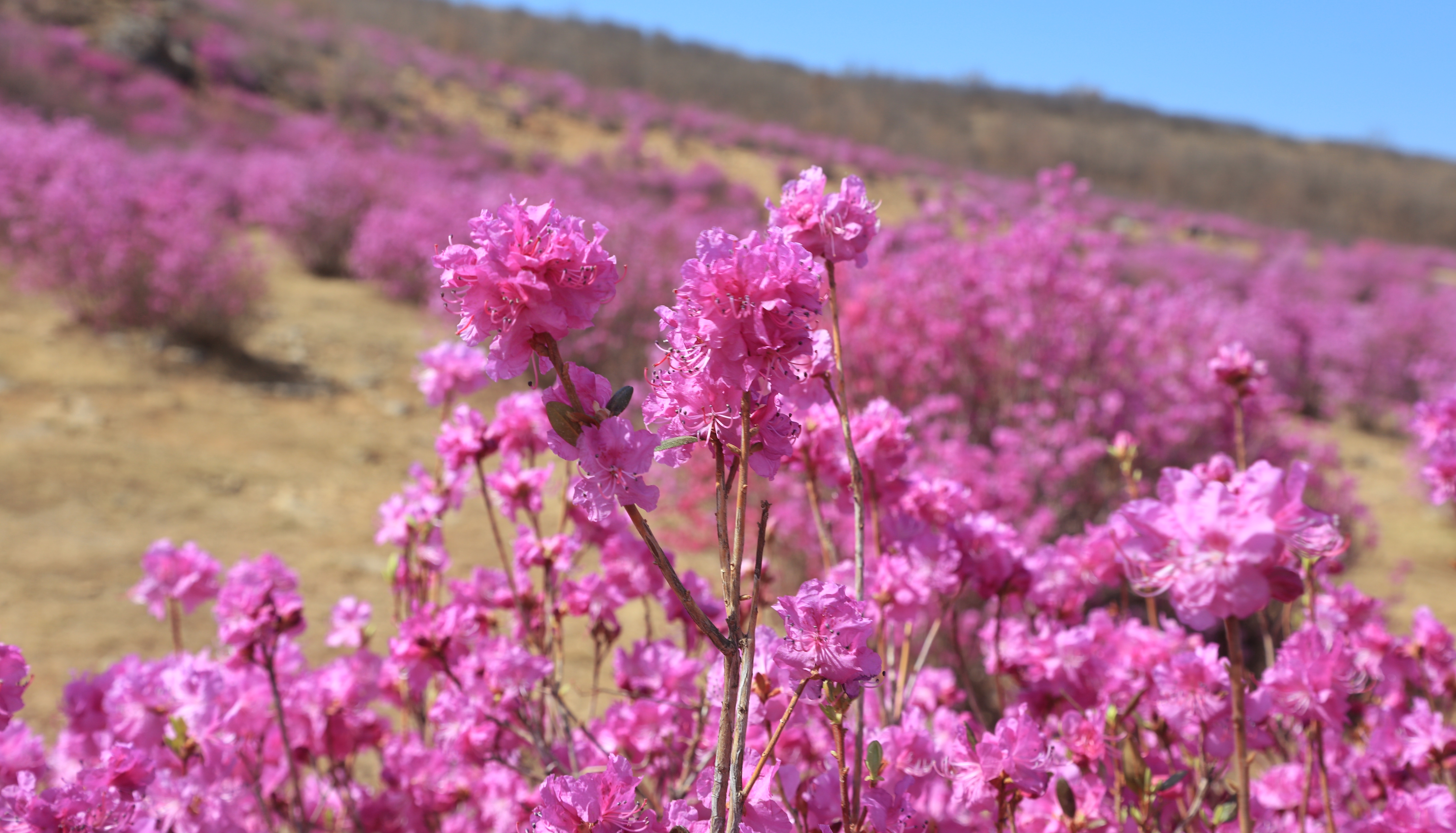 杜鹃绽放杜鹃山 花海香涛醉春来