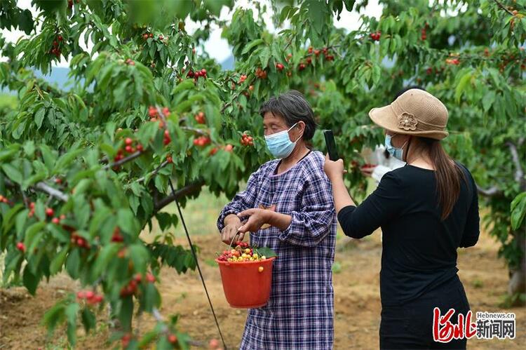 樱桃熟了！河北赞皇5万亩樱桃等你来采摘